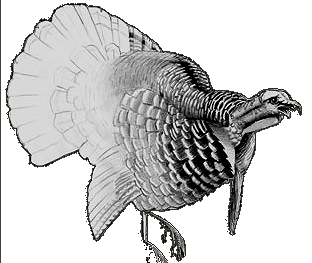 Eastern Wild Turkey Sponsorship level with Hunters Helping Hunters USA (HHH-USA)