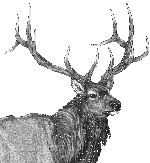 Rocky Mountain Elk Sponsorship level with Hunters Helping Hunters USA (HHH-USA)
