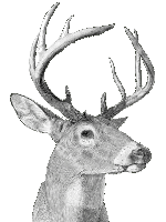 Whitetail Deer Sponsorship level with Hunters Helping Hunters USA (HHH-USA)